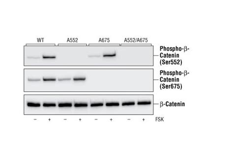 Phospho Catenin Ser Antibody Cell Signaling Technology