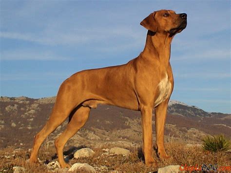 Mar 09, 2021 · the rhodesian ridgeback is a unique south african dog, a product of several breeds. Rhodesian Ridgeback Breed Guide - Learn about the ...