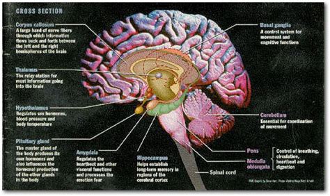 Pin By Ela Elangovan On Neuroanatomy Diagrams Brain Diagram Brain
