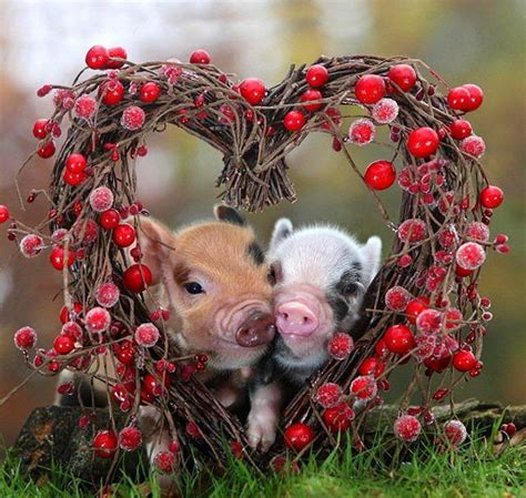 35 Cute Miniature Pig Pictures Great Inspire
