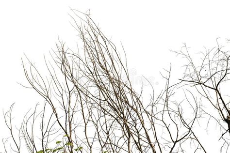 Dry Branches Isolated On White Stock Photo Image Of Background