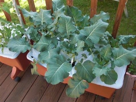 Can You Grow Broccoli In Pots How To Grow Broccoli In Containers