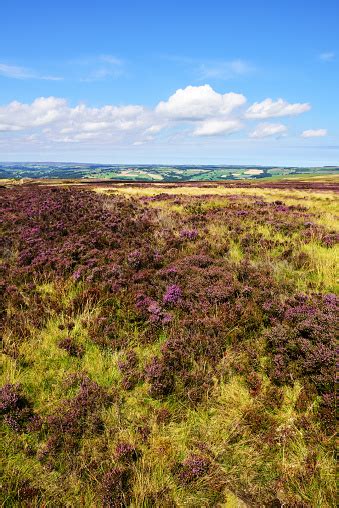 Heather On The Moor In Summer North Yorkshire Stock Photo Download