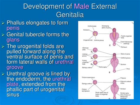 Ppt Development Of Genital System Powerpoint Presentation Id