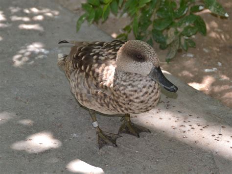 The Online Zoo Marbled Duck