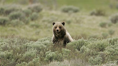 Yellowstones Grizzly A Model For The Endangered Species Act