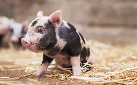 Cute Pig Wallpapers 63 Images