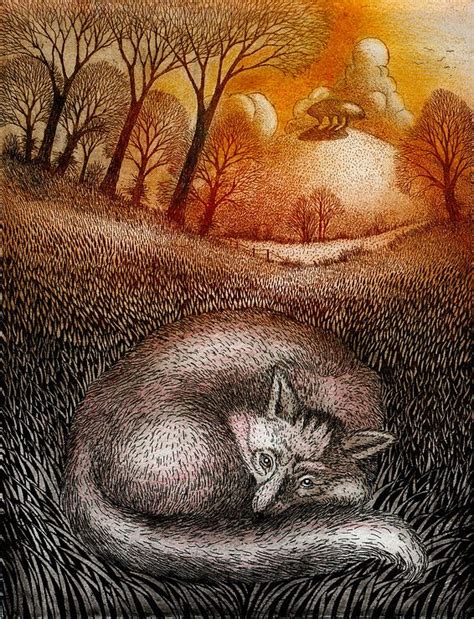 resting fox by ian macculloch british artist and printmaker fauna robin fox illustration