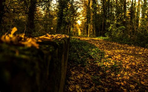 Trees Forest Woods Path Trail Landscapes Autumn Fall Wallpaper