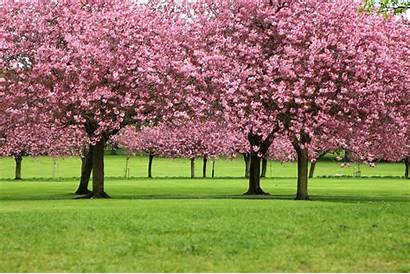 Cherry Trees Pink Spring Nature Landscape Flowers