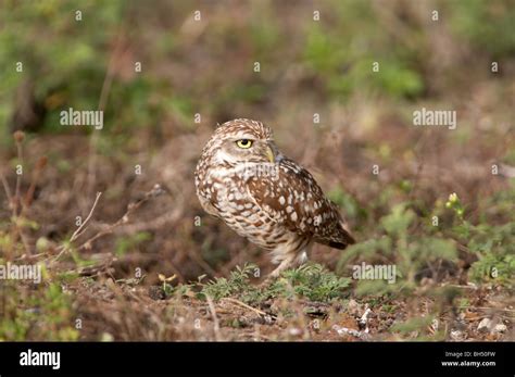 Burrowing Owl Athene Cunicularia Standing Outside Of Its Burrow Cape