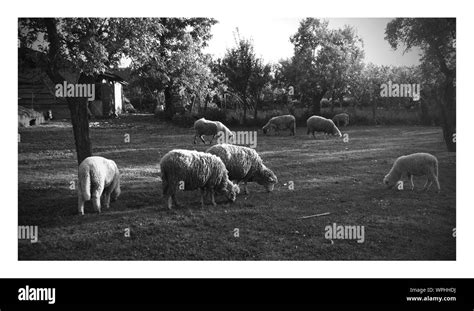 Sheep Grazing On Field Stock Photo Alamy