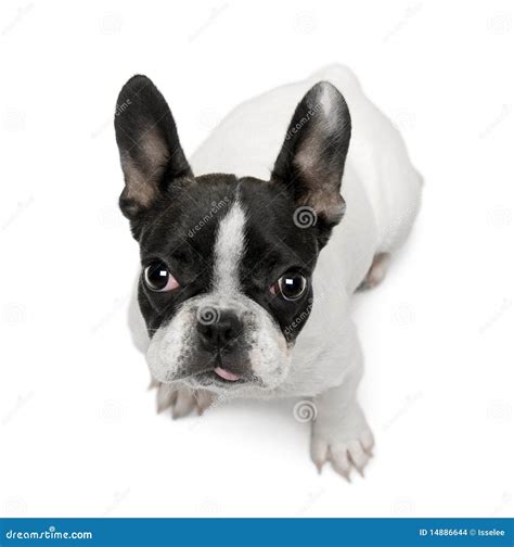 French Bulldog Puppy 4 Months Old Sitting Stock Photo Image Of