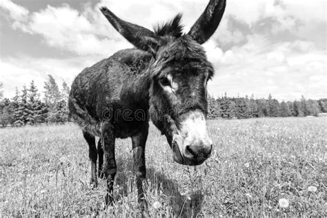 Donkey Grazing In Field Day Stock Image Image Of Blue Mane 110299727