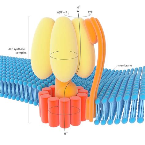 The majority of cellular energy in the form of adenosine triphosphate (atp) is synthesized by the ubiquitous f(1)f(0) atp synthase. Atp Synthase Enzyme Complex Photograph by Science Photo ...