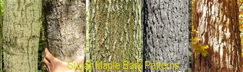 Hard Maple Vs Soft Maple