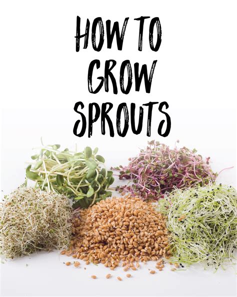 Sprouts And Other Plants With The Words How To Grow Sprouts On Them