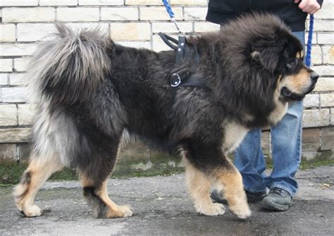 Tibetan Mastiff Dog Breed Information Dogexpress