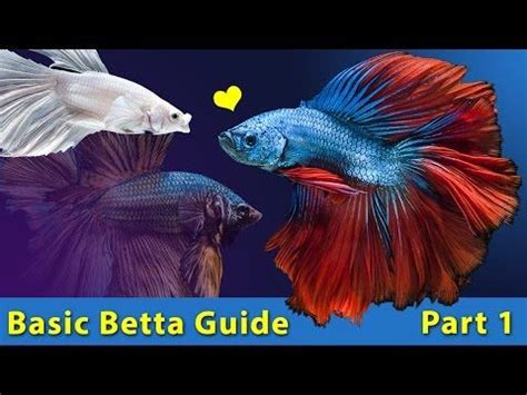 We review our top 10 best fish tanks for kids list along with a ton of helpful information from what work is involved and what is the right age to get your child an getting your kid their first pet in the form of a beginner aquarium is about as safe, fairly cheap, and easy as it gets. 5 Best Pet Fish for Kids (Easy, Fun, And Low-Maintenance ...