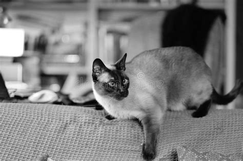 Siamese Cat Stock Image Image Of Shorthair Couch Calm 91688129