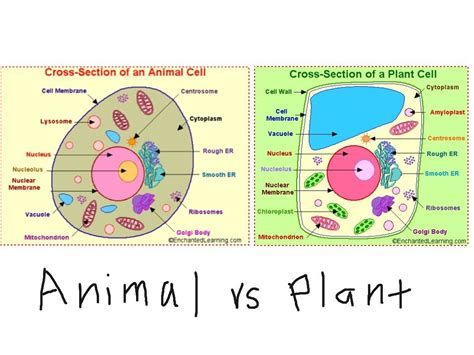 Animal cell structure stock illustration. Related image | Plant and animal cells, Animal cell, Cells ...