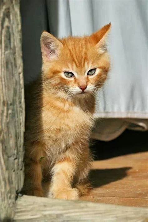 Happiness Is Owning A Ginger Cat With An Attitude Tabby Kitten