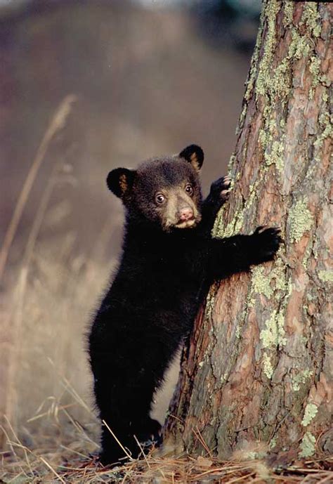Quick Black Bear Facts North American Bear Centernorth American Bear