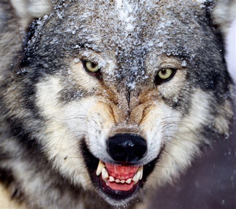 Free Download Free 1080x960 Angry Wolf 1080x960 Wallpaper Screensaver