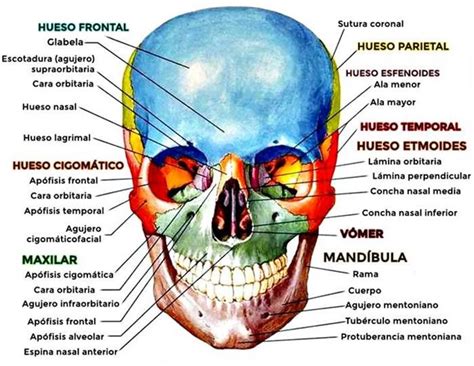 Partes Y Huesos Del Cráneo Craneo Anatomia Huesos De La Cara Anatomía
