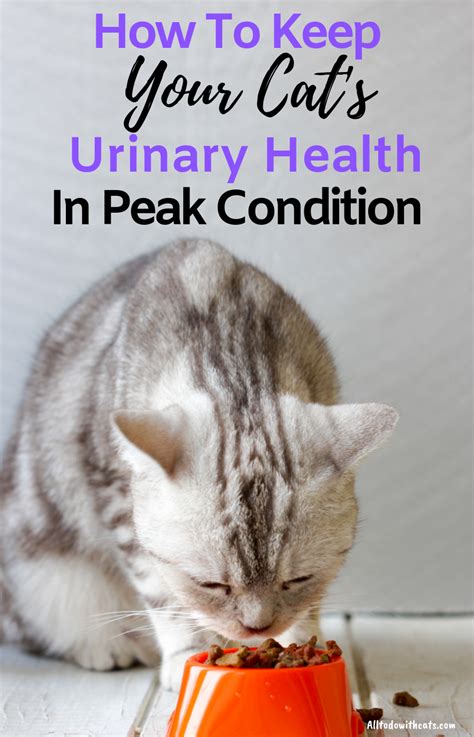 Best Urinary Tract Cat Food To Support Your Kittys
