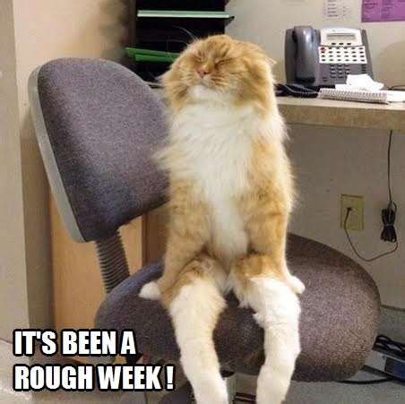 rough week kittyworks