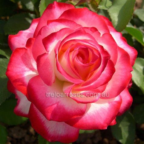 Check spelling or type a new query. Fire & Ice | Planting roses, Planting peonies, Tea roses