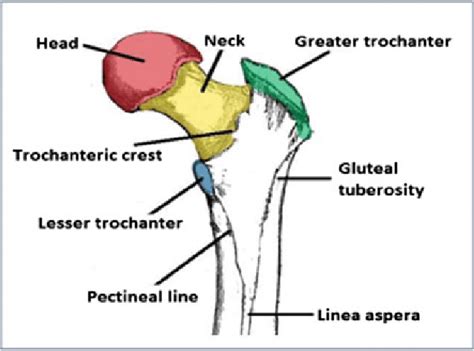 Anatomy Of The Hip Bone Download Scientific Diagram