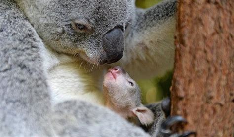 Newborn Koala Joey Looking At Its Mom Koala Baby Koala Baby Animals