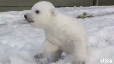 Baby Polar Bears First Time Playing In Snow Is New Internet Hit