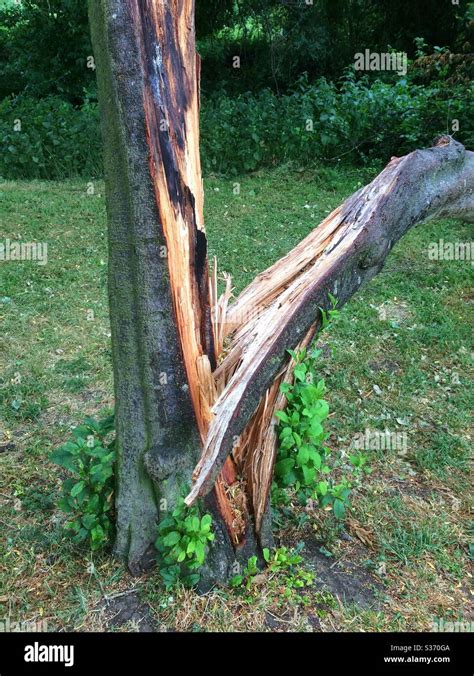 Tree Split In Two After Being Struck By Lightning Scorch Marks Can