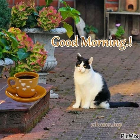 Cat And Coffee Good Morning Quote Pictures Photos And Images For