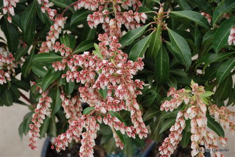 Pieris Japonica Dorothy Wyckoff The Site Gardener