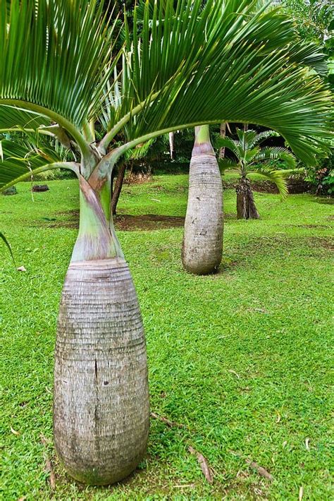 21 Best Small Or Dwarf Palm Trees For Your Landscape With Pictures