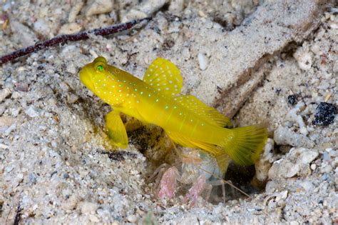 Prawn Goby In Symbiotic With Snapping Shrimp Stock Image C0318509