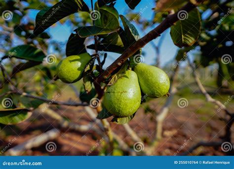 The Guava Plantation In Mato Grosso Do Sul Brazil Is The World Leader