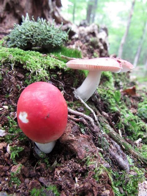 Larry Tueller Red Russulas Stuffed Mushrooms Mushroom Fungi Fungi