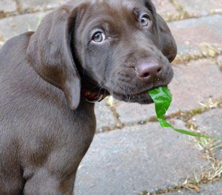 Pop is a very handsome six month old black lab/german shorthaired pointer mix. Cooper the German Shorthaired Pointer (www.dailypuppy.com ...
