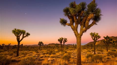 Grove Of Joshua Trees In National Park Valley At Morning Twilight