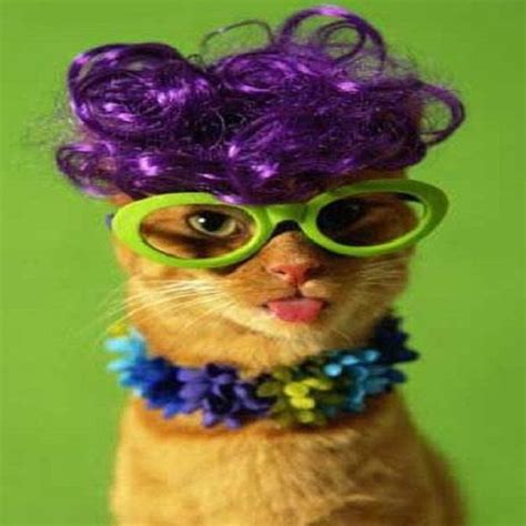 Ten Cats Wearing The Craziest Wigs You Will Ever See