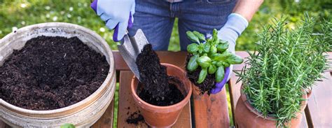 How To Plant An Herb Garden Windermere Real Estate