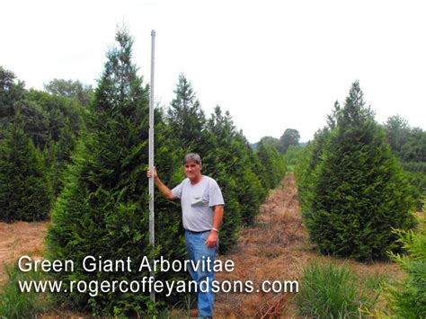 When purchaseing larger trees ( we bought 8 footers) they are not available in. EMERALD GREEN ARBORVITAE VS THUJA GREEN GIANT - Wroc?awski ...