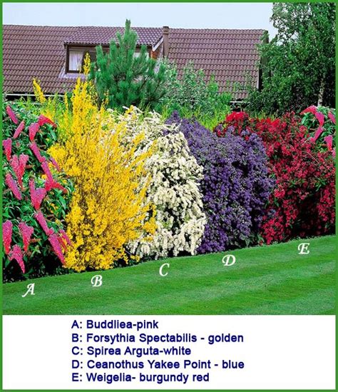Here are my 5 top flowering shrubs with multiple seasonal interest. Buy Flowering Shrubs Hedge - Best Value for Money ...