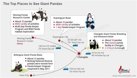 Red Pandas Vs Giant Pandas Differences And Similarities
