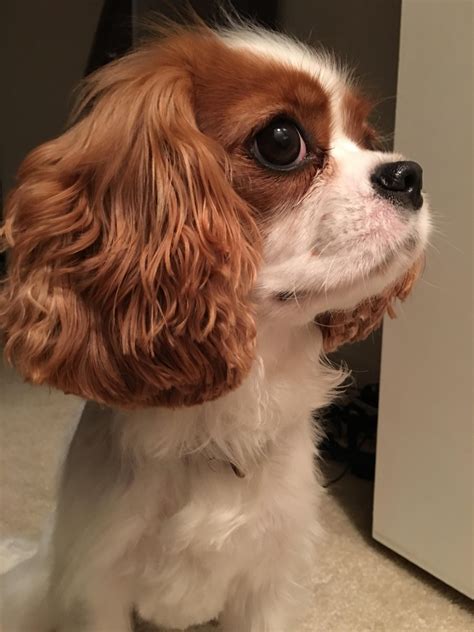 27 Spaniel Ears Hairstyle Hairstyle Catalog